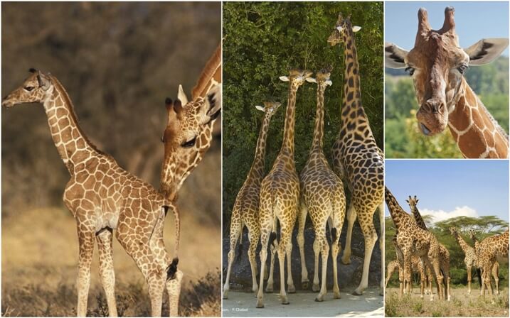 donde viven las jirafas