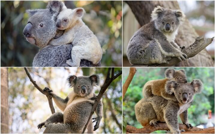 hábitat del koala