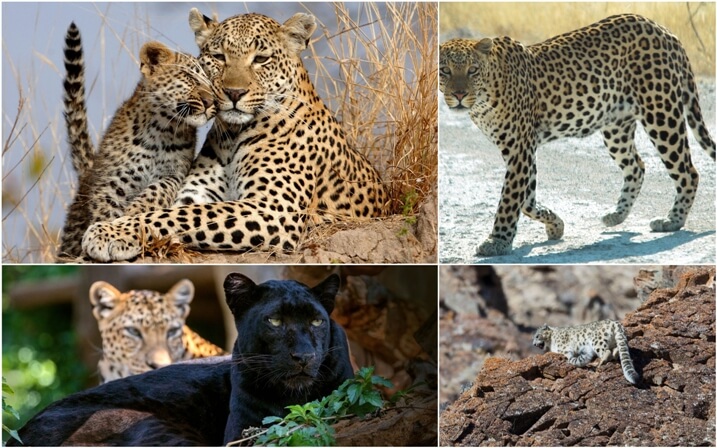 donde viven los leopardos