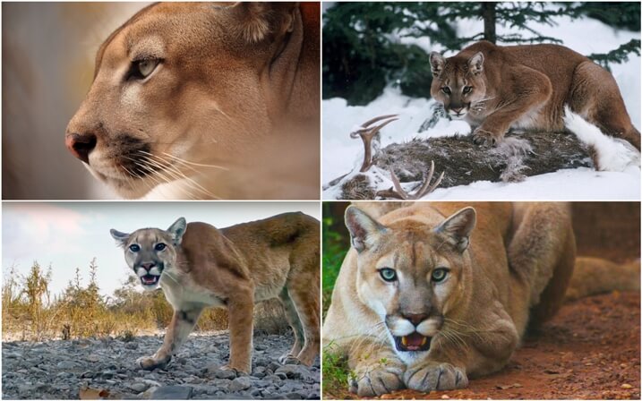 Corea impactante Soleado Dónde Vive el Puma (León de Montaña)? - Hábitat del Puma